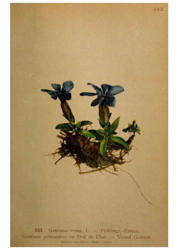 Reproducción/Reproduction 6389276415: Atlas de la flora alpine 4. Genève,Georg & Co.,1899