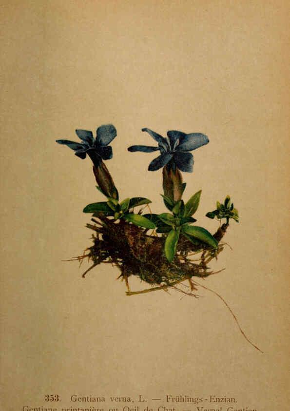 Reproducción/Reproduction 6389276415: Atlas de la flora alpine 4. Genève,Georg & Co.,1899