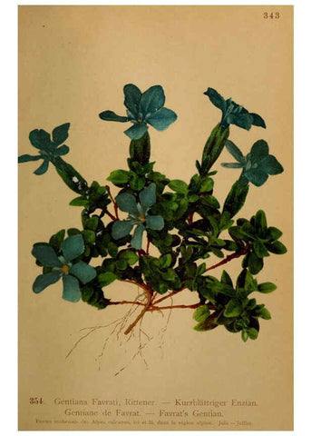 Reproducción/Reproduction 6389276923: Atlas de la flora alpine 4. Genève,Georg & Co.,1899