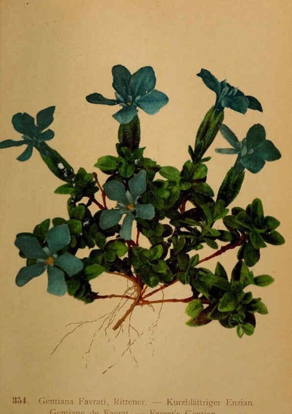 Reproducción/Reproduction 6389276923: Atlas de la flora alpine 4. Genève,Georg & Co.,1899