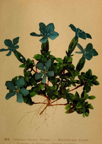 Reproducción/Reproduction 6389276923: Atlas de la flora alpine 4. Genève,Georg & Co.,1899