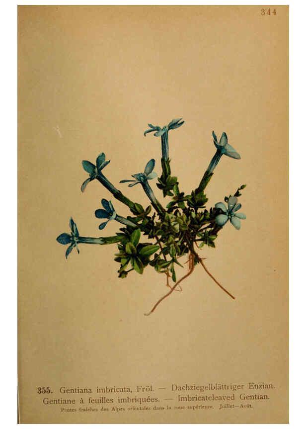 Reproducción/Reproduction 6389277429: Atlas de la flora alpine 4. Genève,Georg & Co.,1899