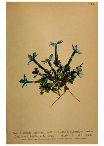 Reproducción/Reproduction 6389277429: Atlas de la flora alpine 4. Genève,Georg & Co.,1899