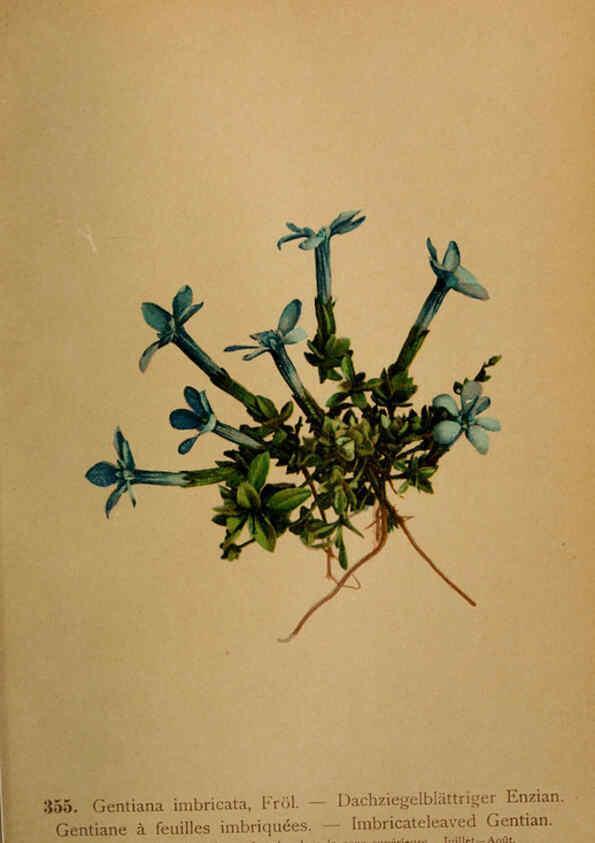 Reproducción/Reproduction 6389277429: Atlas de la flora alpine 4. Genève,Georg & Co.,1899