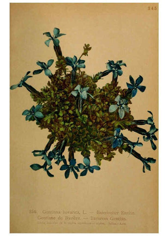 Reproducción/Reproduction 6389277997: Atlas de la flora alpine 4. Genève,Georg & Co.,1899