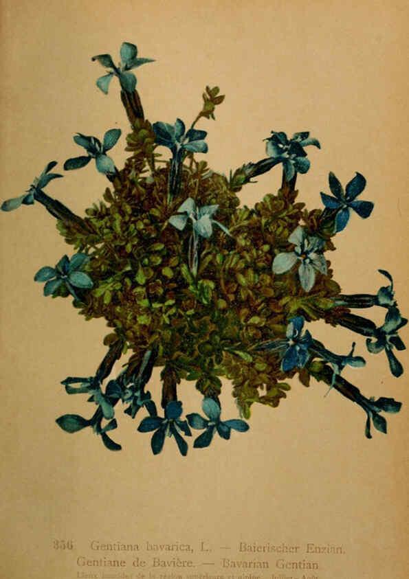Reproducción/Reproduction 6389277997: Atlas de la flora alpine 4. Genève,Georg & Co.,1899