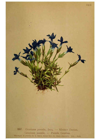 Reproducción/Reproduction 6389278445: Atlas de la flora alpine 4. Genève,Georg & Co.,1899
