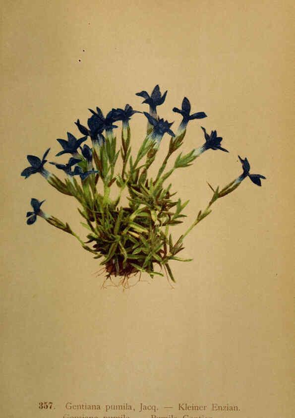 Reproducción/Reproduction 6389278445: Atlas de la flora alpine 4. Genève,Georg & Co.,1899