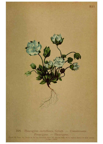 Reproducción/Reproduction 6389279011: Atlas de la flora alpine 4. Genève,Georg & Co.,1899