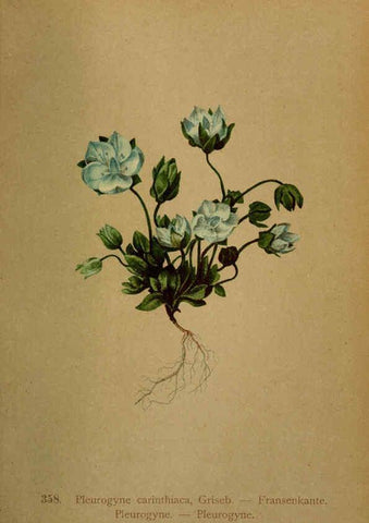 Reproducción/Reproduction 6389279011: Atlas de la flora alpine 4. Genève,Georg & Co.,1899