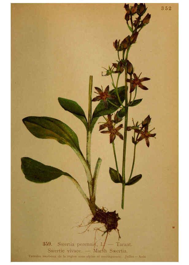 Reproducción/Reproduction 6389279445: Atlas de la flora alpine 4. Genève,Georg & Co.,1899