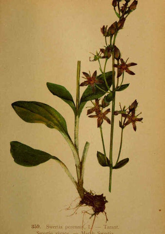 Reproducción/Reproduction 6389279445: Atlas de la flora alpine 4. Genève,Georg & Co.,1899