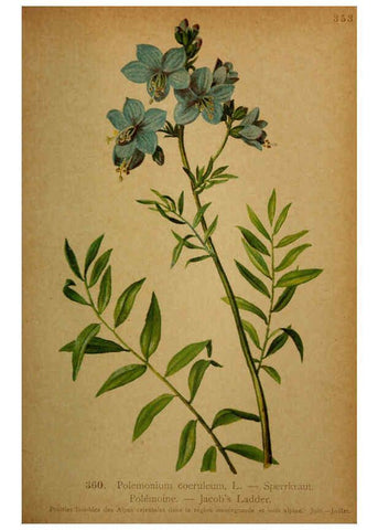 Reproducción/Reproduction 6389279921: Atlas de la flora alpine 4. Genève,Georg & Co.,1899