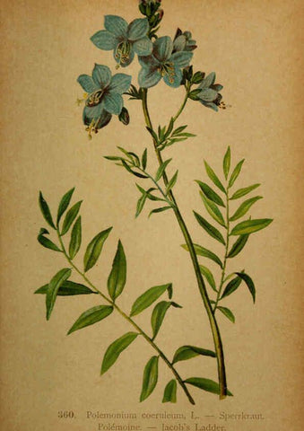 Reproducción/Reproduction 6389279921: Atlas de la flora alpine 4. Genève,Georg & Co.,1899