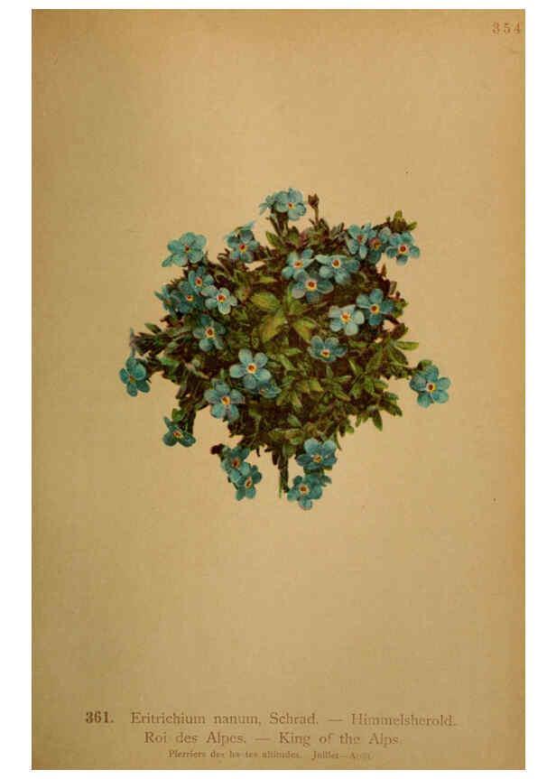 Reproducción/Reproduction 6389280481: Atlas de la flora alpine 4. Genève,Georg & Co.,1899