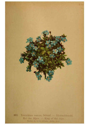 Reproducción/Reproduction 6389280481: Atlas de la flora alpine 4. Genève,Georg & Co.,1899
