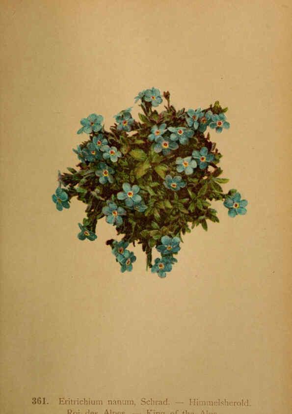 Reproducción/Reproduction 6389280481: Atlas de la flora alpine 4. Genève,Georg & Co.,1899