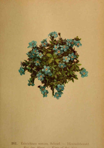 Reproducción/Reproduction 6389280481: Atlas de la flora alpine 4. Genève,Georg & Co.,1899