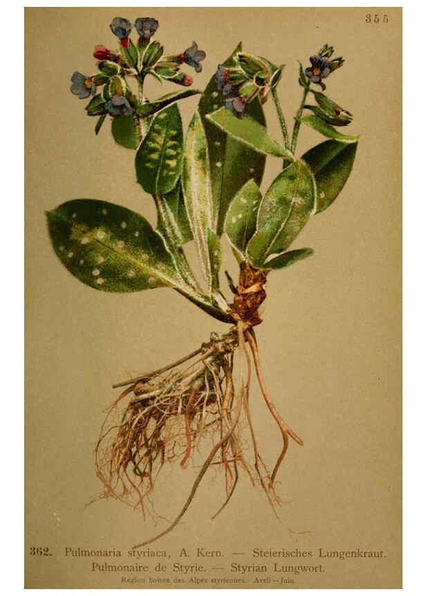 Reproducción/Reproduction 6389280939: Atlas de la flora alpine 4. Genève,Georg & Co.,1899
