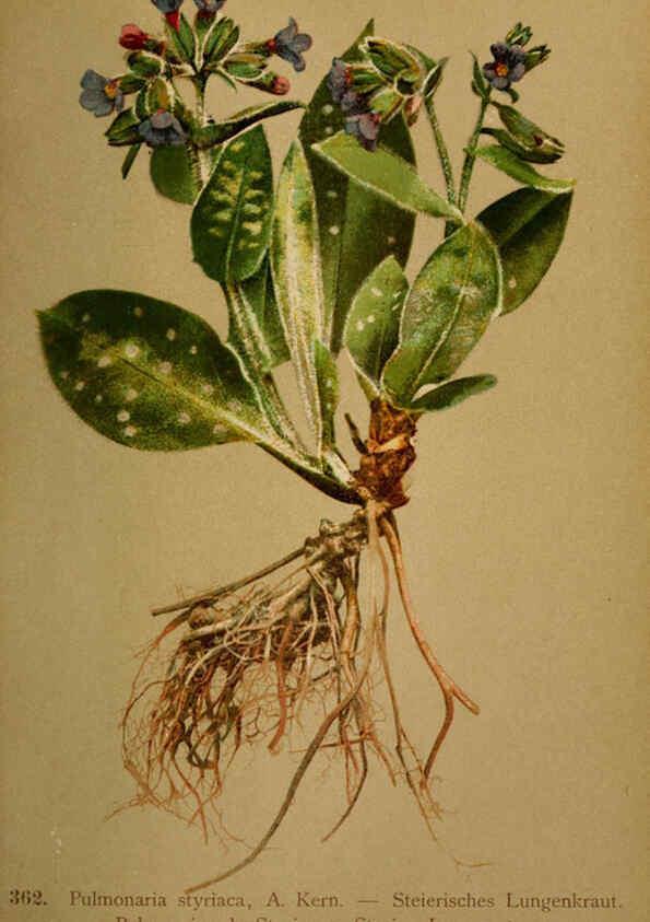 Reproducción/Reproduction 6389280939: Atlas de la flora alpine 4. Genève,Georg & Co.,1899