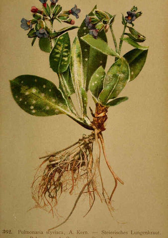 Reproducción/Reproduction 6389280939: Atlas de la flora alpine 4. Genève,Georg & Co.,1899
