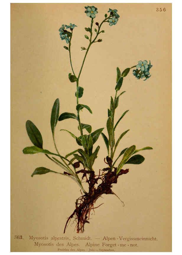 Reproducción/Reproduction 6389281411: Atlas de la flora alpine 4. Genève,Georg & Co.,1899