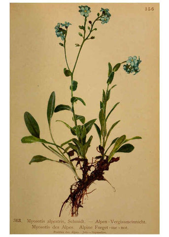 Reproducción/Reproduction 6389281411: Atlas de la flora alpine 4. Genève,Georg & Co.,1899