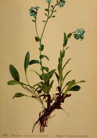Reproducción/Reproduction 6389281411: Atlas de la flora alpine 4. Genève,Georg & Co.,1899