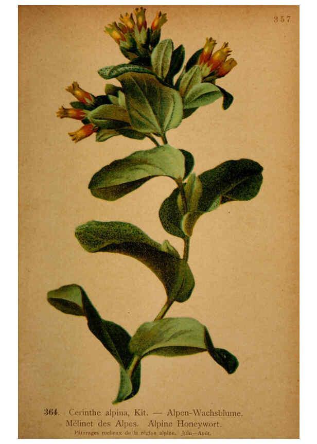 Reproducción/Reproduction 6389281987: Atlas de la flora alpine 4. Genève,Georg & Co.,1899
