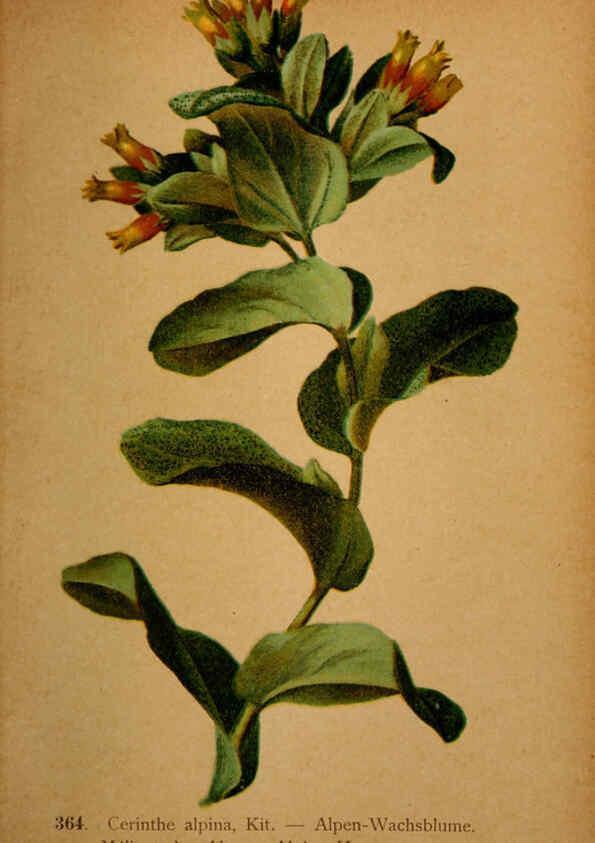 Reproducción/Reproduction 6389281987: Atlas de la flora alpine 4. Genève,Georg & Co.,1899