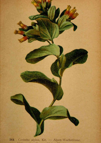 Reproducción/Reproduction 6389281987: Atlas de la flora alpine 4. Genève,Georg & Co.,1899