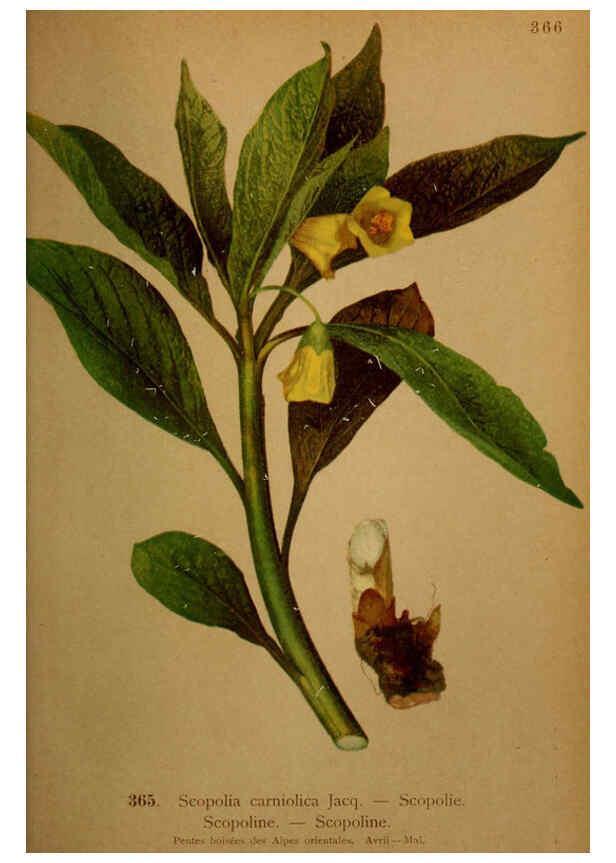 Reproducción/Reproduction 6389282343: Atlas de la flora alpine 4. Genève,Georg & Co.,1899