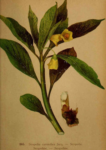 Reproducción/Reproduction 6389282343: Atlas de la flora alpine 4. Genève,Georg & Co.,1899