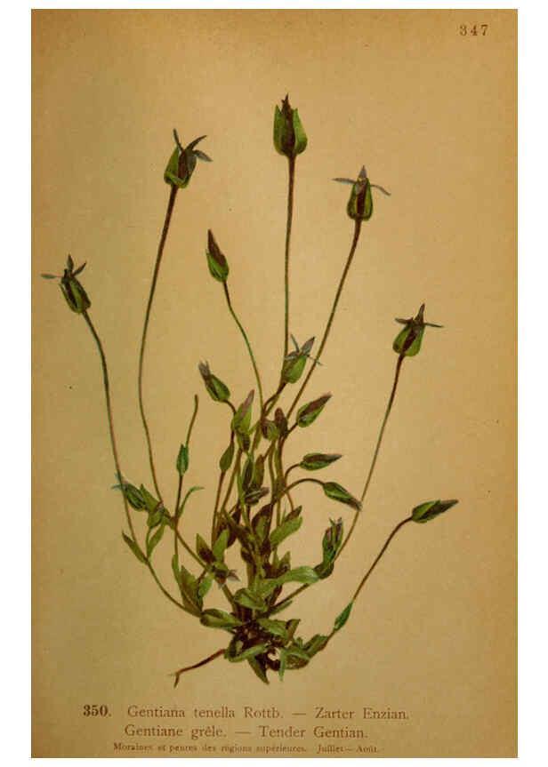 Reproducción/Reproduction 6389275137: Atlas de la flora alpine 4. Genève,Georg & Co.,1899