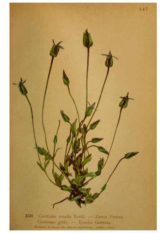 Reproducción/Reproduction 6389275137: Atlas de la flora alpine 4. Genève,Georg & Co.,1899