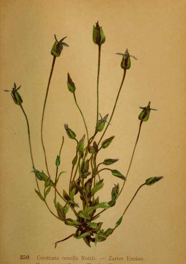 Reproducción/Reproduction 6389275137: Atlas de la flora alpine 4. Genève,Georg & Co.,1899
