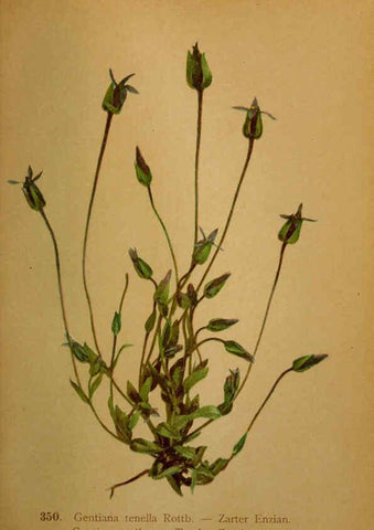 Reproducción/Reproduction 6389275137: Atlas de la flora alpine 4. Genève,Georg & Co.,1899
