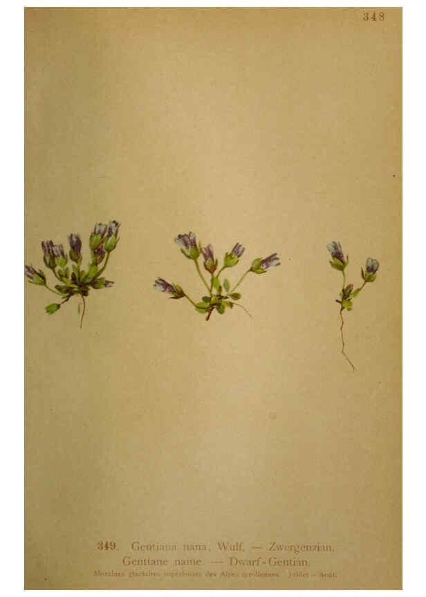 Reproducción/Reproduction 6389274593: Atlas de la flora alpine 4. Genève,Georg & Co.,1899