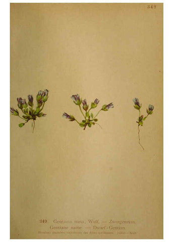 Reproducción/Reproduction 6389274593: Atlas de la flora alpine 4. Genève,Georg & Co.,1899