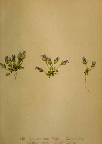 Reproducción/Reproduction 6389274593: Atlas de la flora alpine 4. Genève,Georg & Co.,1899