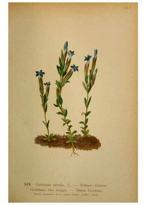 Reproducción/Reproduction 6389274053: Atlas de la flora alpine 4. Genève,Georg & Co.,1899