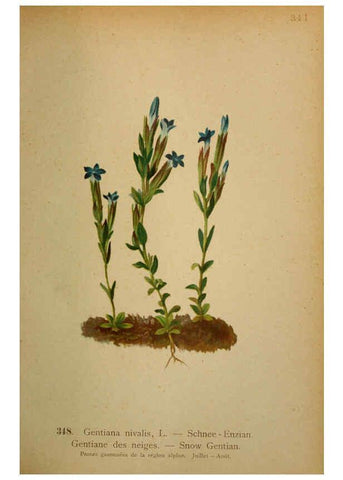 Reproducción/Reproduction 6389274053: Atlas de la flora alpine 4. Genève,Georg & Co.,1899