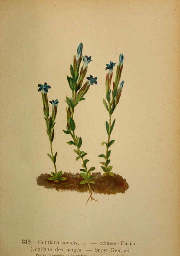Reproducción/Reproduction 6389274053: Atlas de la flora alpine 4. Genève,Georg & Co.,1899
