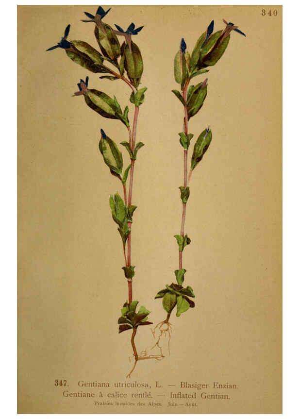 Reproducción/Reproduction 6389273269: Atlas de la flora alpine 4. Genève,Georg & Co.,1899