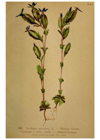Reproducción/Reproduction 6389273269: Atlas de la flora alpine 4. Genève,Georg & Co.,1899