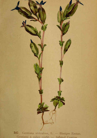Reproducción/Reproduction 6389273269: Atlas de la flora alpine 4. Genève,Georg & Co.,1899