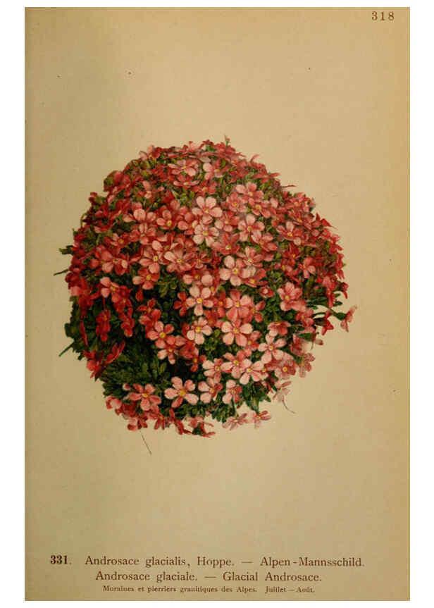 Reproducción/Reproduction 6389264845: Atlas de la flora alpine 4. Genève,Georg & Co.,1899