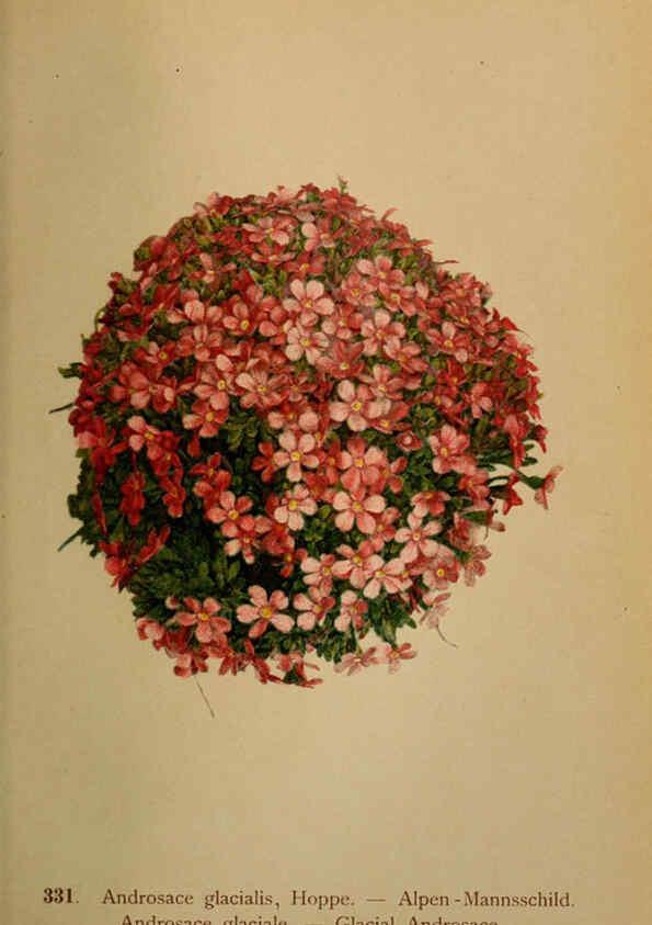 Reproducción/Reproduction 6389264845: Atlas de la flora alpine 4. Genève,Georg & Co.,1899