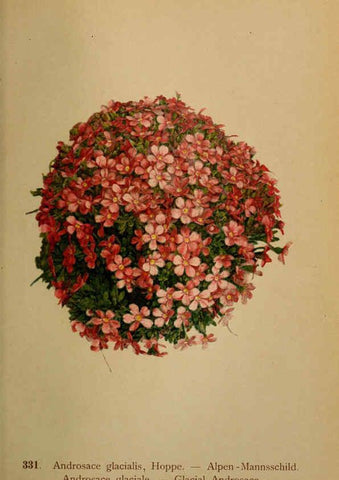 Reproducción/Reproduction 6389264845: Atlas de la flora alpine 4. Genève,Georg & Co.,1899