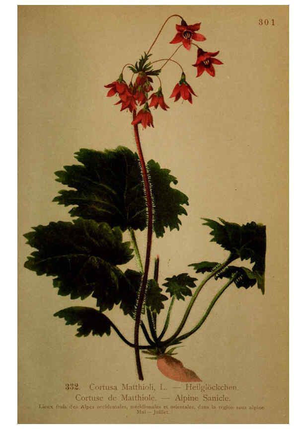 Reproducción/Reproduction 6389265323: Atlas de la flora alpine 4. Genève,Georg & Co.,1899